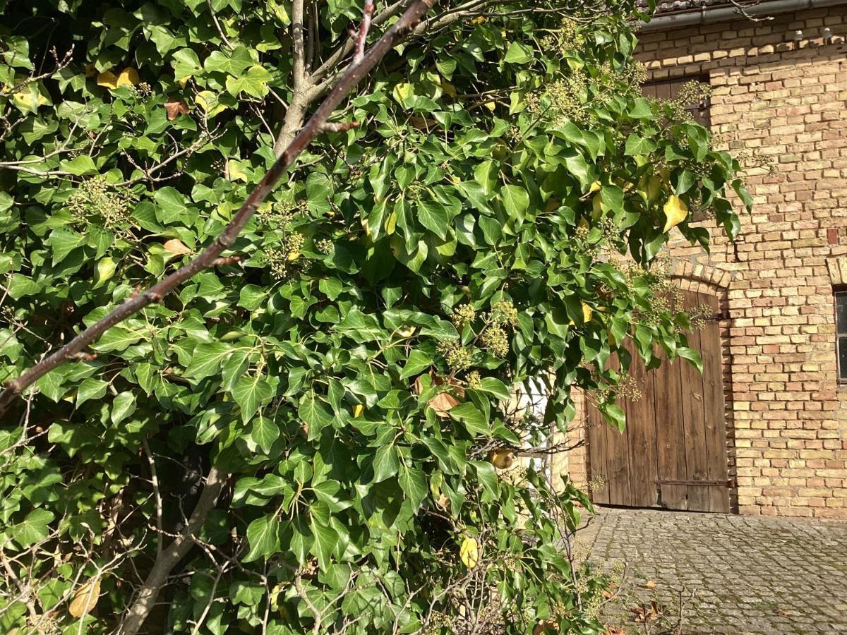 Haus Lies Rehfelde Exterior foto